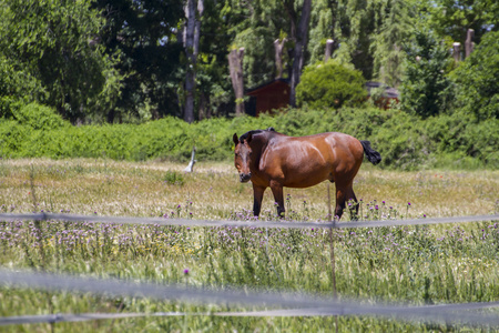 匹棕色的马，在一个绿色的牧场放牧