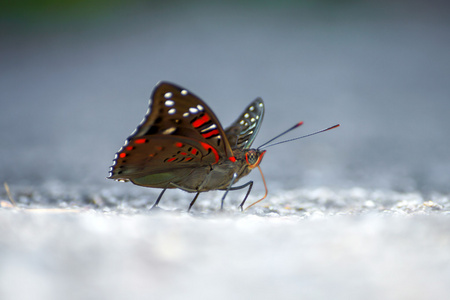 公序良俗常见的艳俗的男爵蝴蝶照片