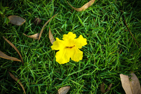 草地上的黄花。 阿根廷塔贝布