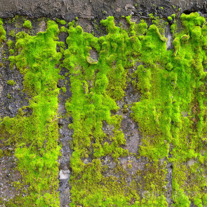 墙上苔藓