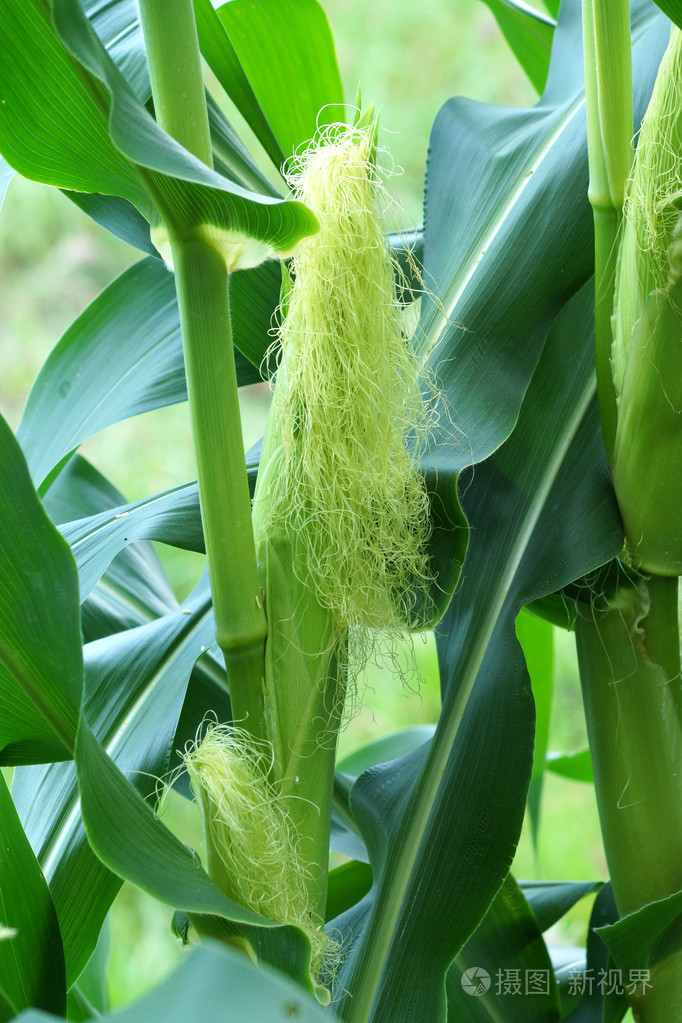 新鲜的玉米,在树上