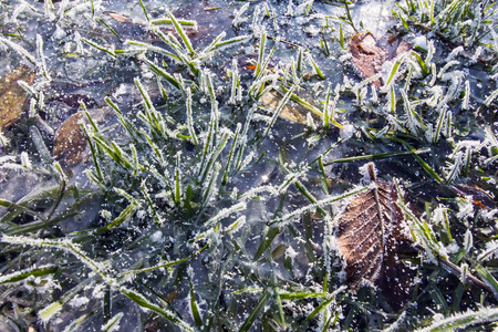 雪草