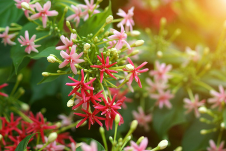 仰光爬山虎花