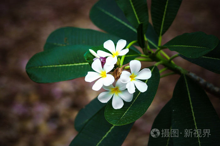 白色和黄色素馨花与叶