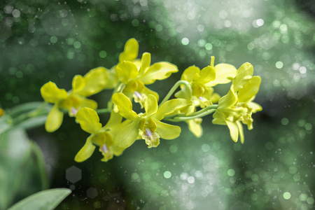 多彩兰花和观赏植物在花园里