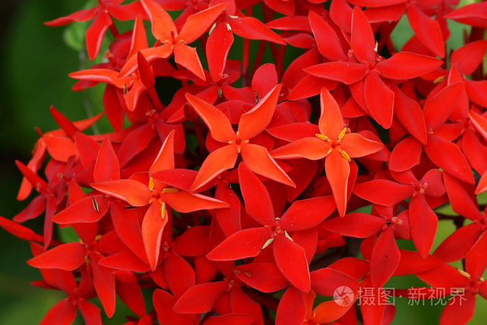 特写红色花,印度茉莉花