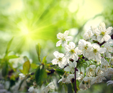 绿色的春天背景与美丽开花的树