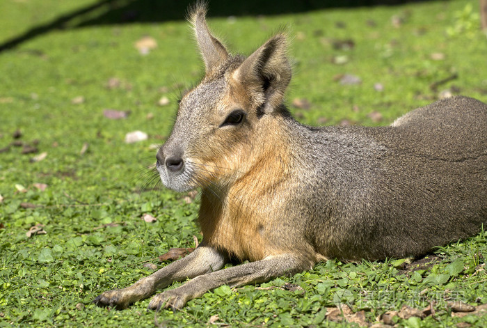 巴塔哥尼亚野兔或马拉1