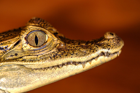 鳄鱼的眼睛鳄鱼的头,眼睛的特写选择性焦点照片