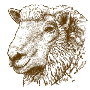矢量图的雕刻羊头照片