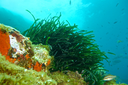 Posidonia of Mditerrane