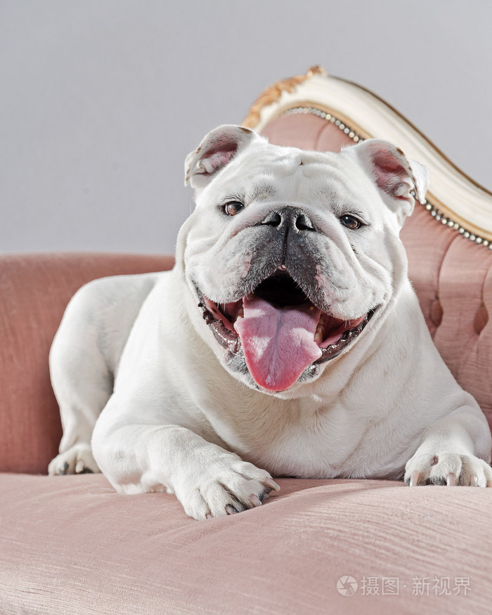白色英国斗牛犬躺在老式沙发上工作室射门打