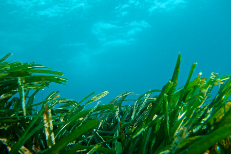 Posidonia of Mditerrane