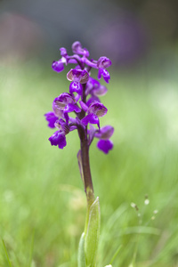 野生的紫色兰花，在绿色的田野