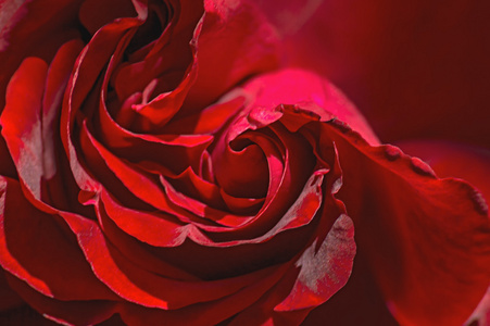 红玫瑰的宏显示花瓣