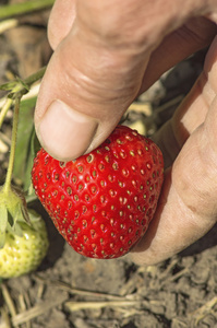 手在花园里摘草莓