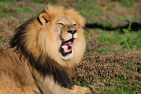 喀拉哈里沙漠的狮子 中药利奥，在阿多大象国家看齐