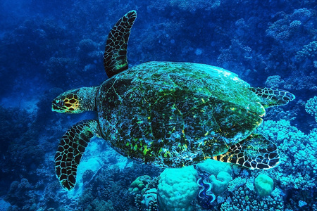 大乌龟海底图片