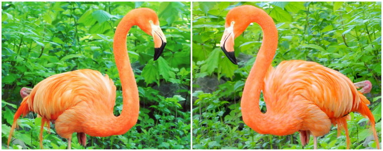 树林里的鸟粉红色的火烈鸟在树林里照片