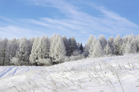 美丽的冬天景观 雪覆盖了树