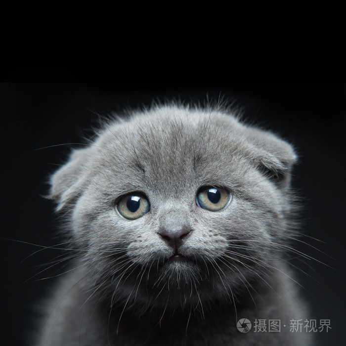 灰色的苏格兰折耳猫的小猫