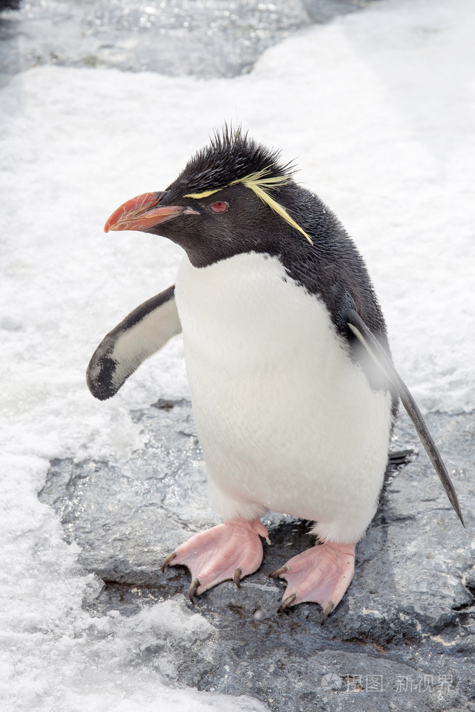 凤冠企鹅站在雪上照片