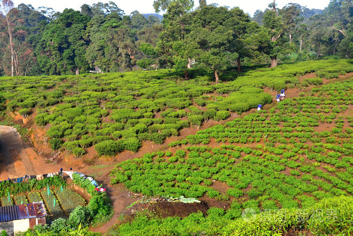 绿色茶园在斯里兰卡的高地
