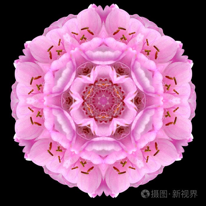 孤立在黑色的粉色曼陀罗花万花筒