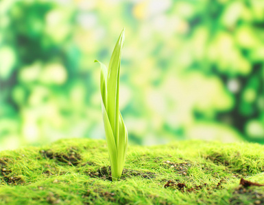 在白色背景上孤立的萌芽图标.