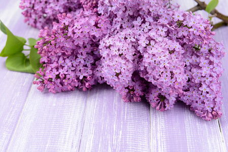 美丽的淡紫色花朵