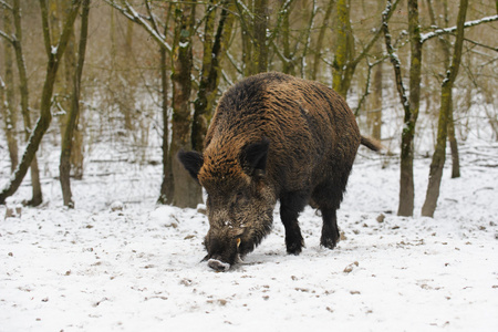 野猪在冬季森林里，荷兰