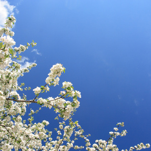 白花苹果树