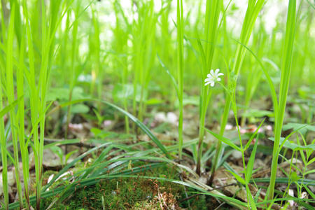 草与花