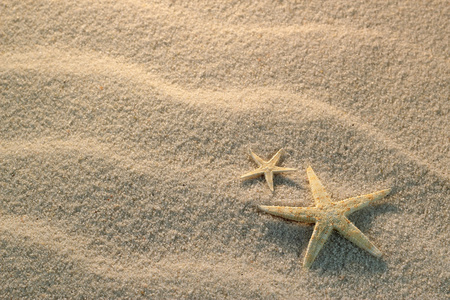 在沙滩上的海星