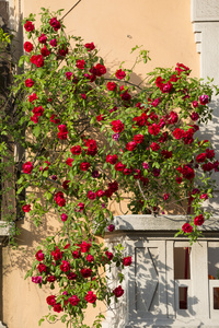 米兰，阳台与红玫瑰