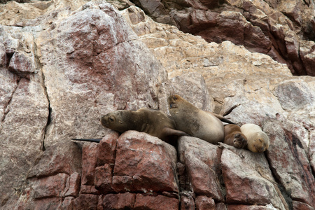 海狮乌斯怀亚睡在秘鲁海岸上