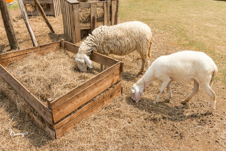 羊群在吃乾草在晴朗的一天