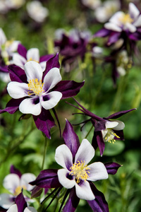 aquilegia 花