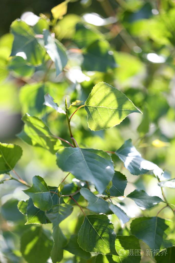 美丽的春天树叶在树上在户外