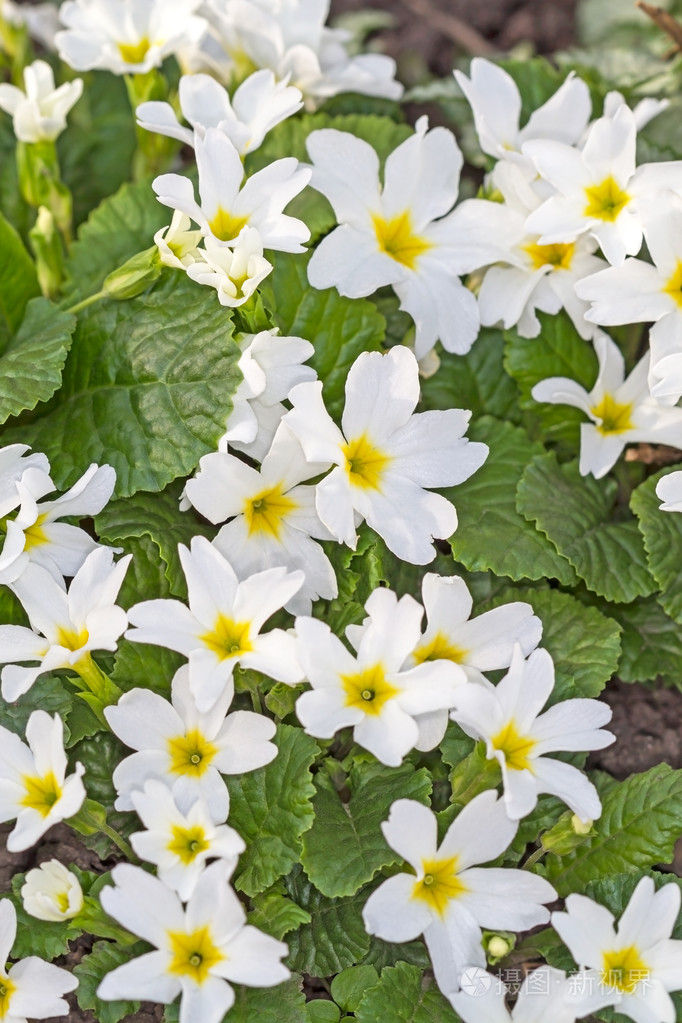 白花报春照片-正版商用图片1fpsc1-摄图新视界