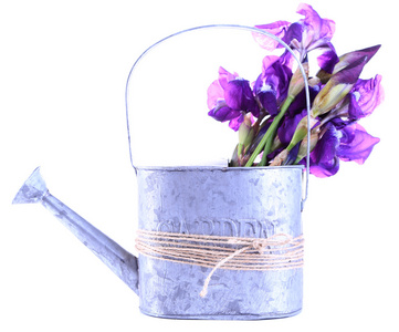 喷壶，孤立的白色衬底上的紫色鸢尾花