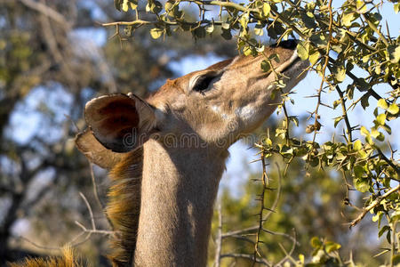 大库杜tragelaphus strepsiceros