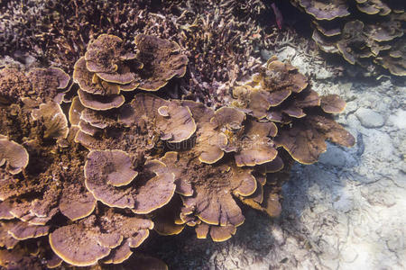 细刺珊瑚