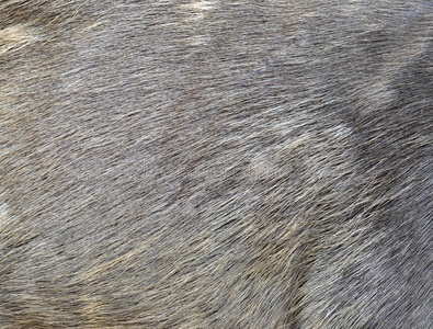 毛皮 野生动物 领域 泰国 食草动物 自然 哺乳动物 桑巴