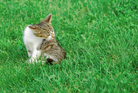 草丛中的猫