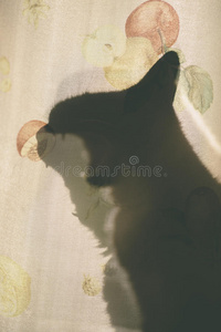 猫的轮廓和窗帘