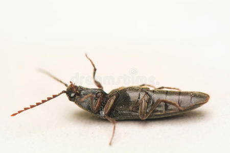 蜈蚣捕蝇器,insert插入键一蟋蟀科,直翅目隔离的向白色的背景绿色蝗虫