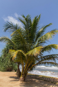 海滩棕榈树