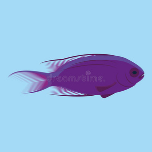 蓝色背景下分离的媒介紫鱼
