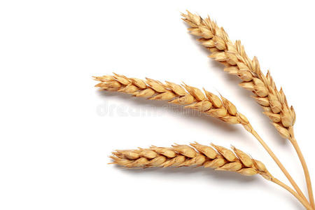 小麦白背景小麦穗的分离白底小麦小麦粒小麦粒小麦穗小麦面粉小麦粉在